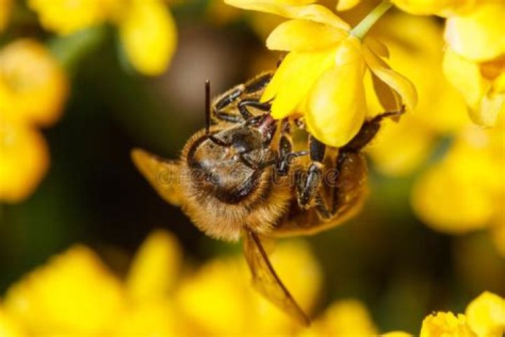 Are bees attracted to yellow?