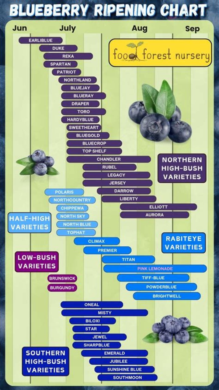 Are maggots in blueberries?