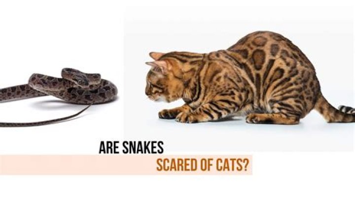 Are snakes scared of small dogs?
