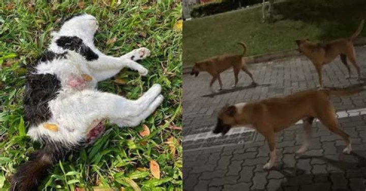 Can a cat hurt a dog?