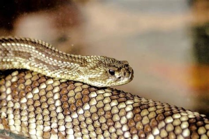 Can a snake clone itself?
