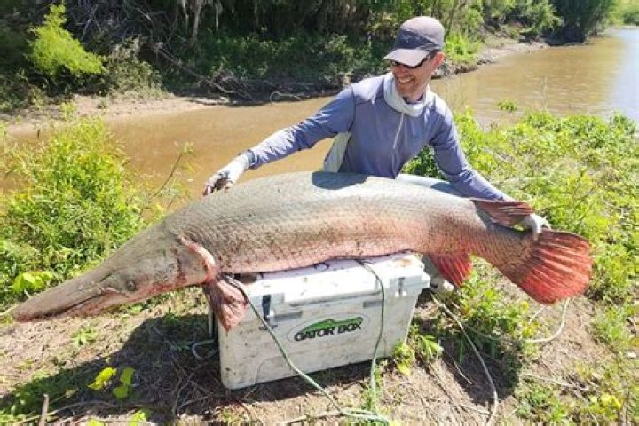 Can alligator gar bite you?