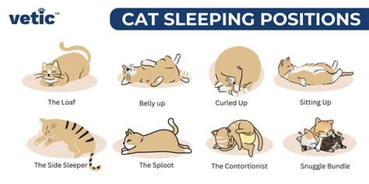 Do cats know when your sleeping?