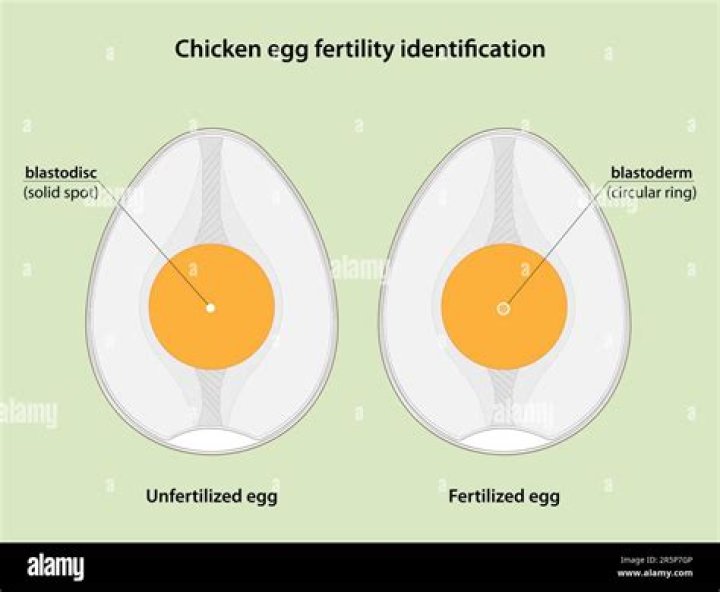 Do hens know if eggs are fertilized?