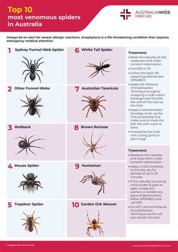 Do spiders want to bite people?