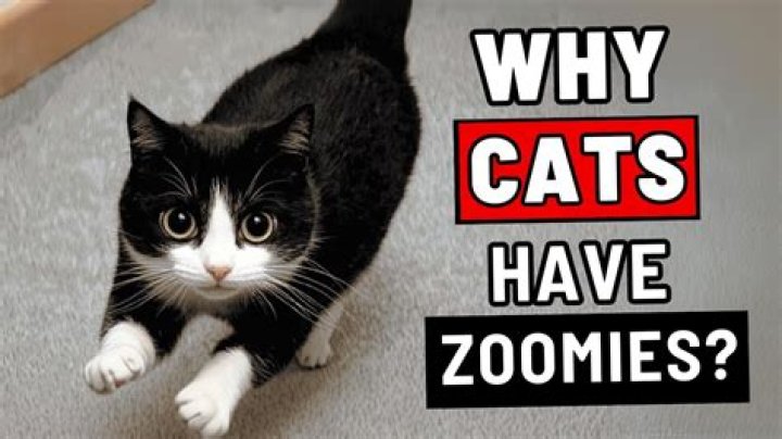 How do I stop my cat from getting Zoomies late at night?