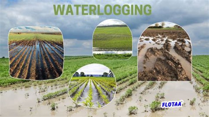 How do you save a waterlogged plant?