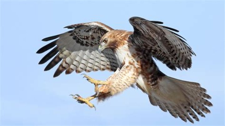 How fast can a hawk fly?