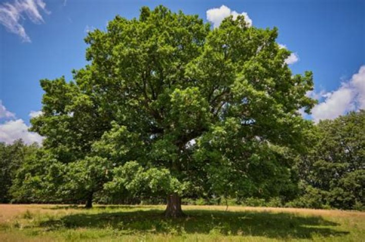How Long Can red oak trees live?