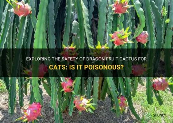 Is dragon fruit poisonous?