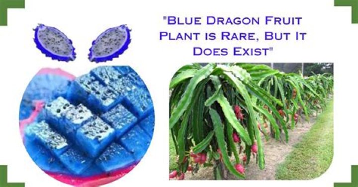 Is there a blue dragon fruit?