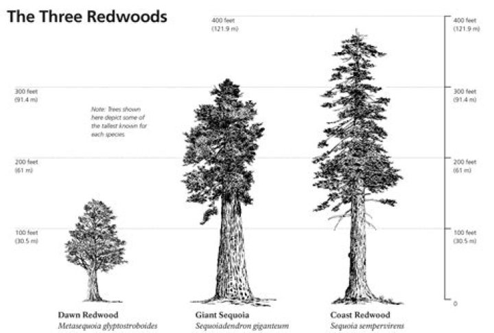 Were there trees bigger than redwoods?