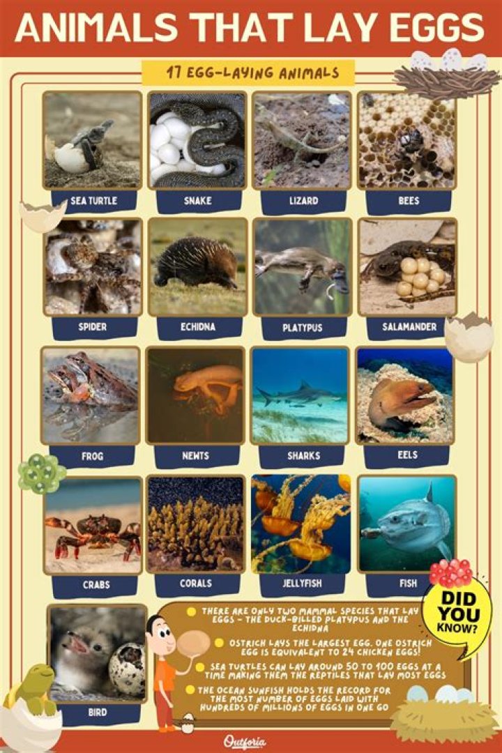 What animal lays pink eggs?