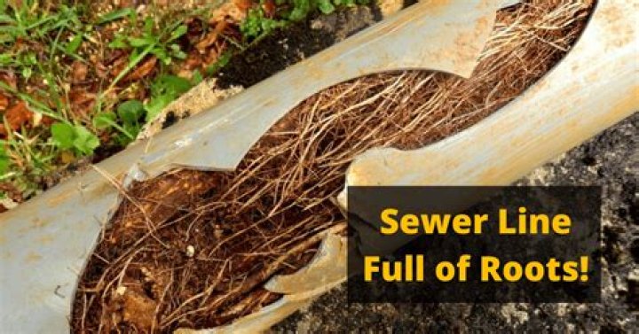 What can I use to kill roots in my sewer line?