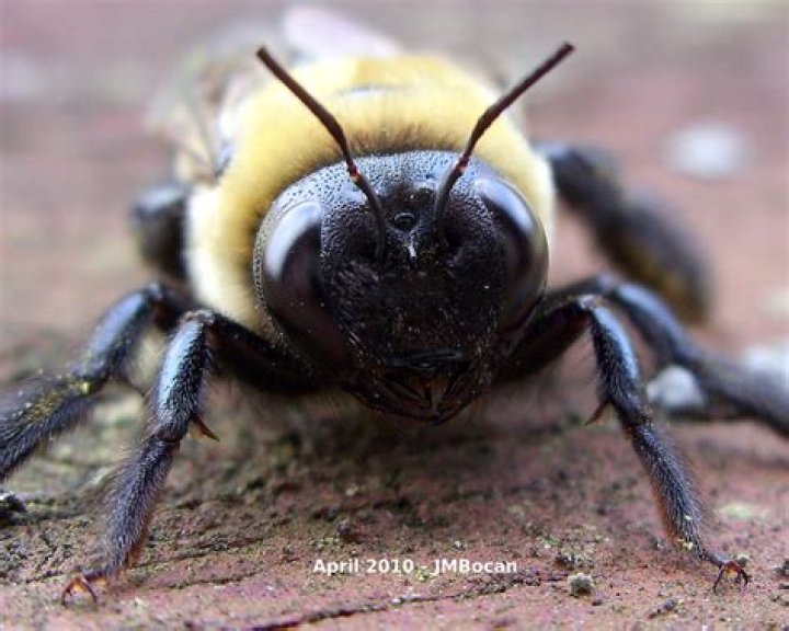 What does the female carpenter bee look like?
