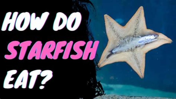 What is a starfish's predator?