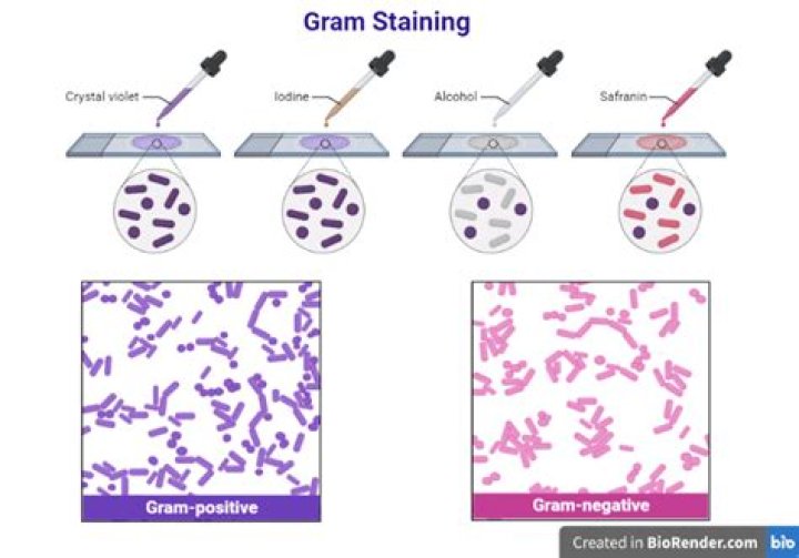 What is mordant in Gram staining?