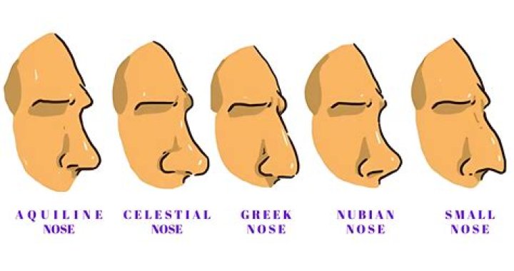 What is the most attractive nose shape?