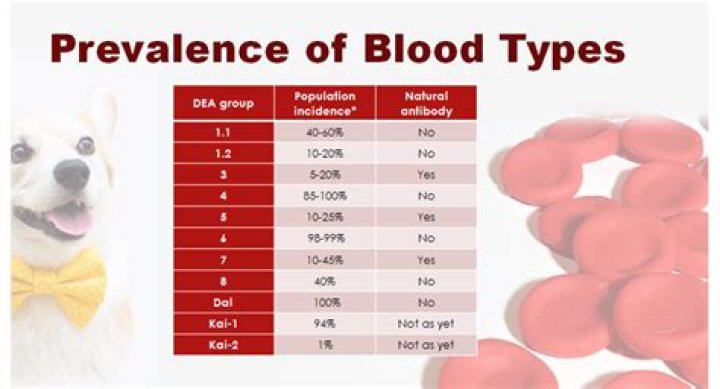 What kind of blood types do dogs have?