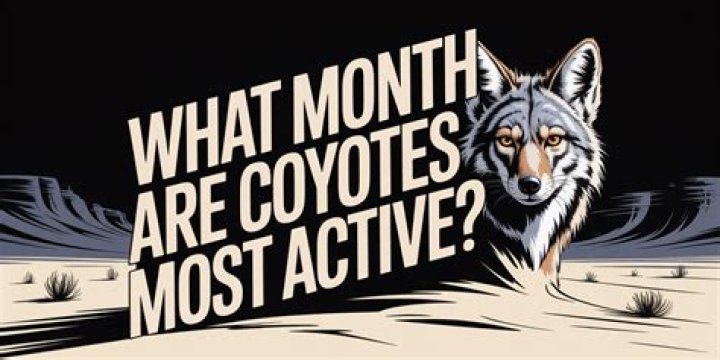 What month are coyotes most active?