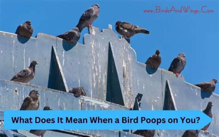 Which bird poops most?
