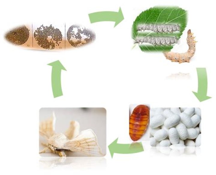WHy are silk pupa killed?