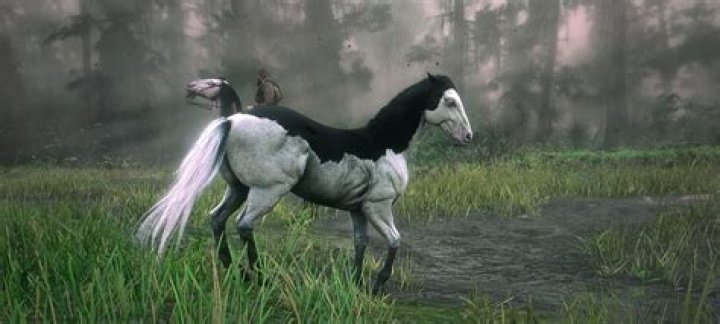 Why do albino horses not exist?