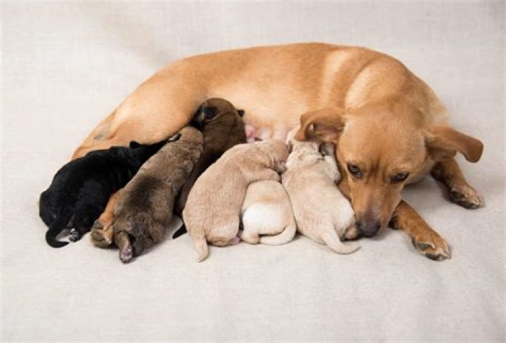 Why do dogs tuck babies in?