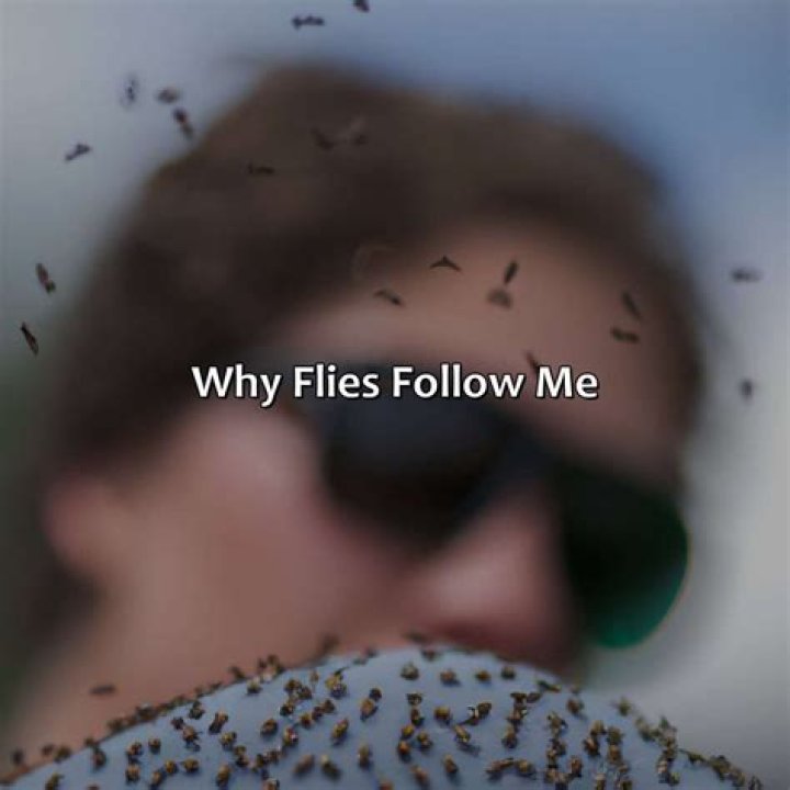 Why do flies follow me?
