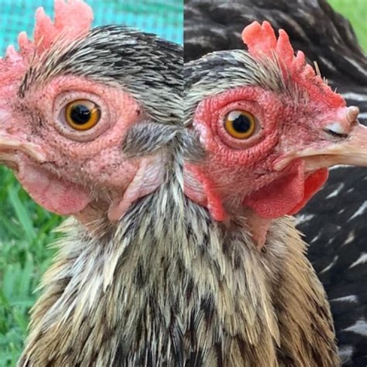 Why is my chickens face turning black?