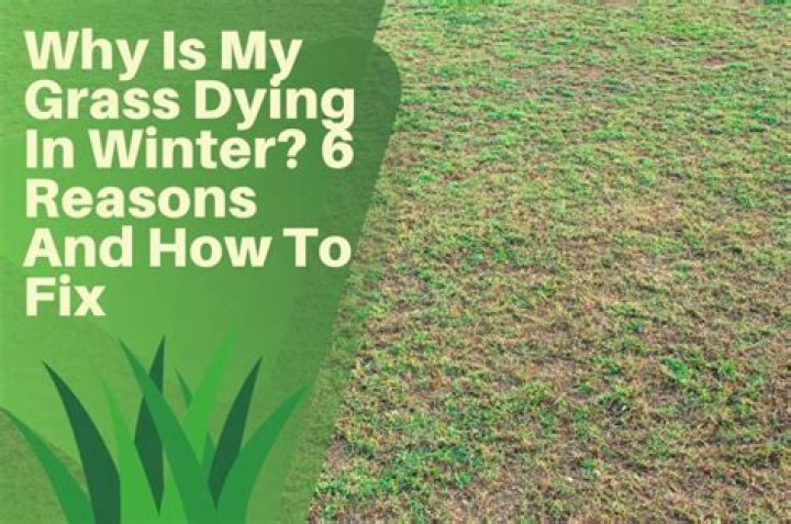 Why is my grass dying in winter?